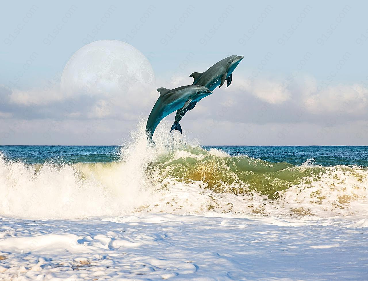关于海豚的图片摄影高清