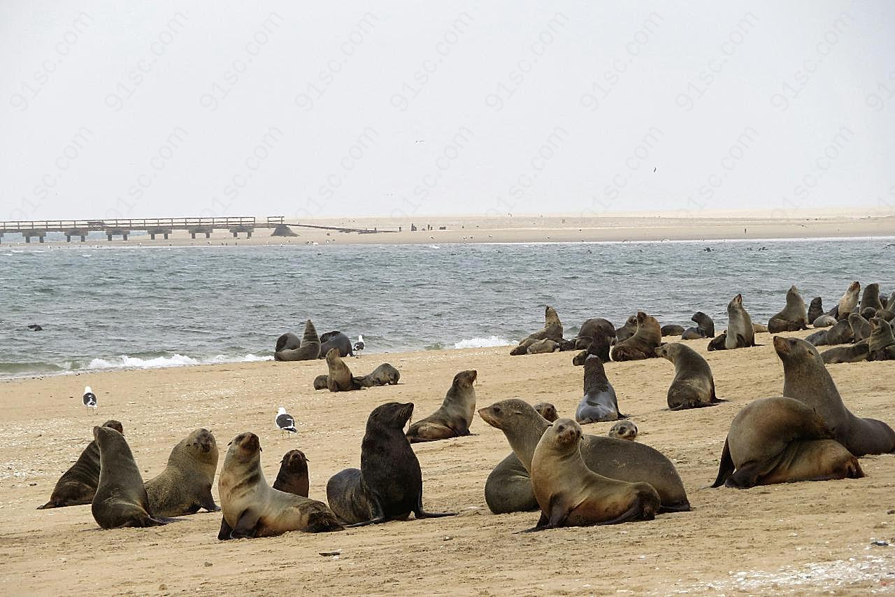 沙滩海狮图片高清摄影
