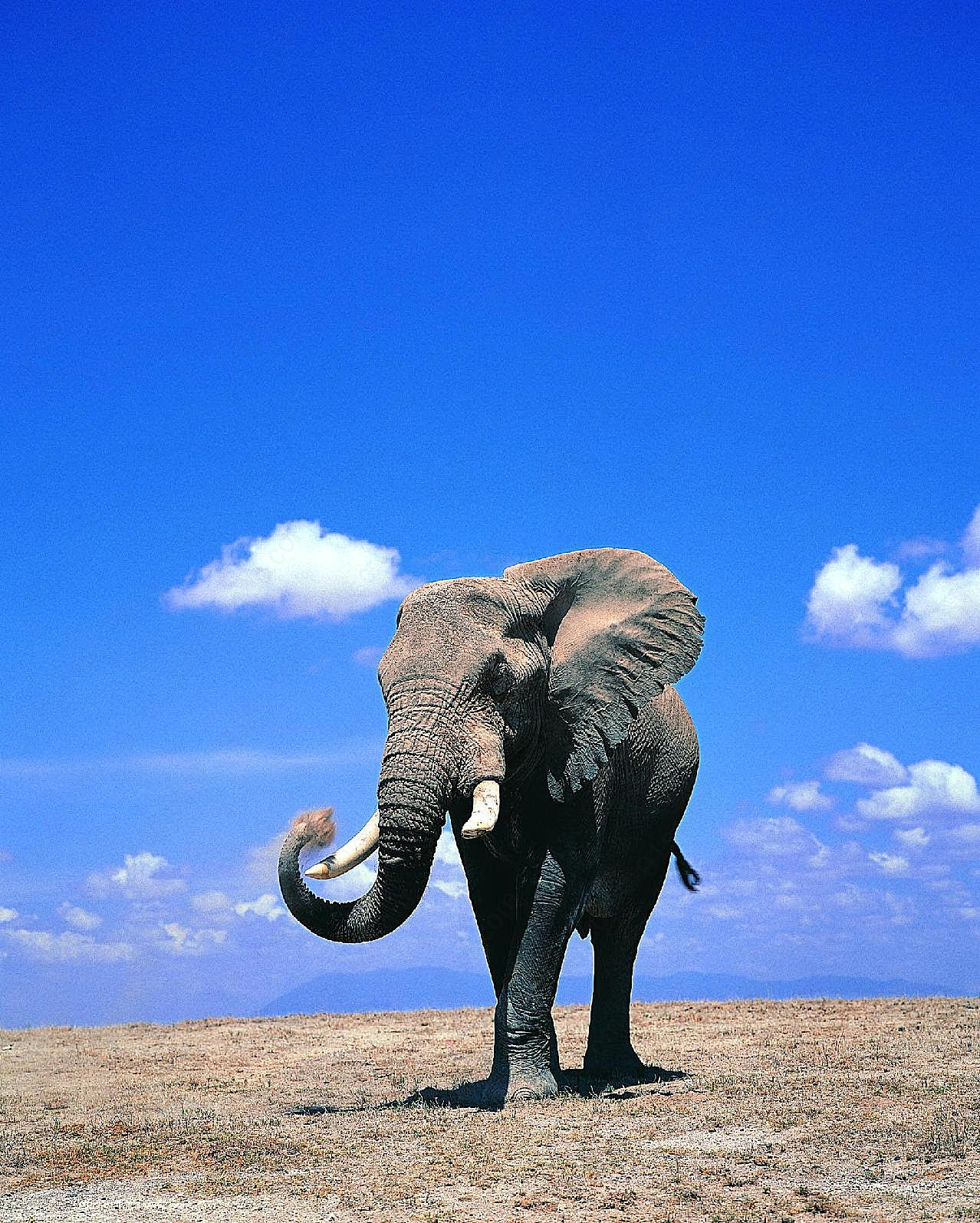 野生非洲大象图片摄影高清