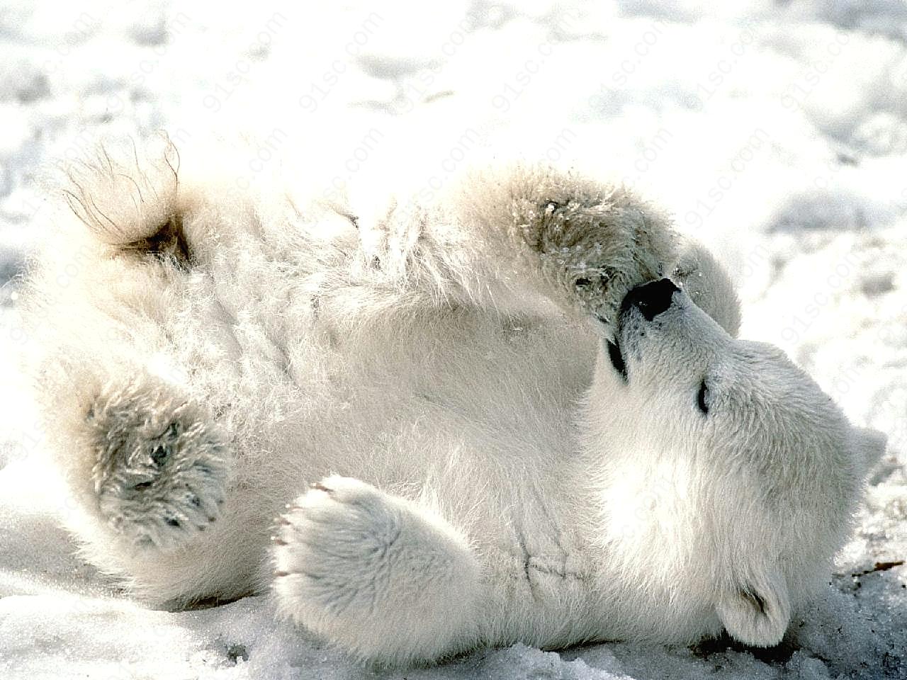 小北极熊图片高清摄影