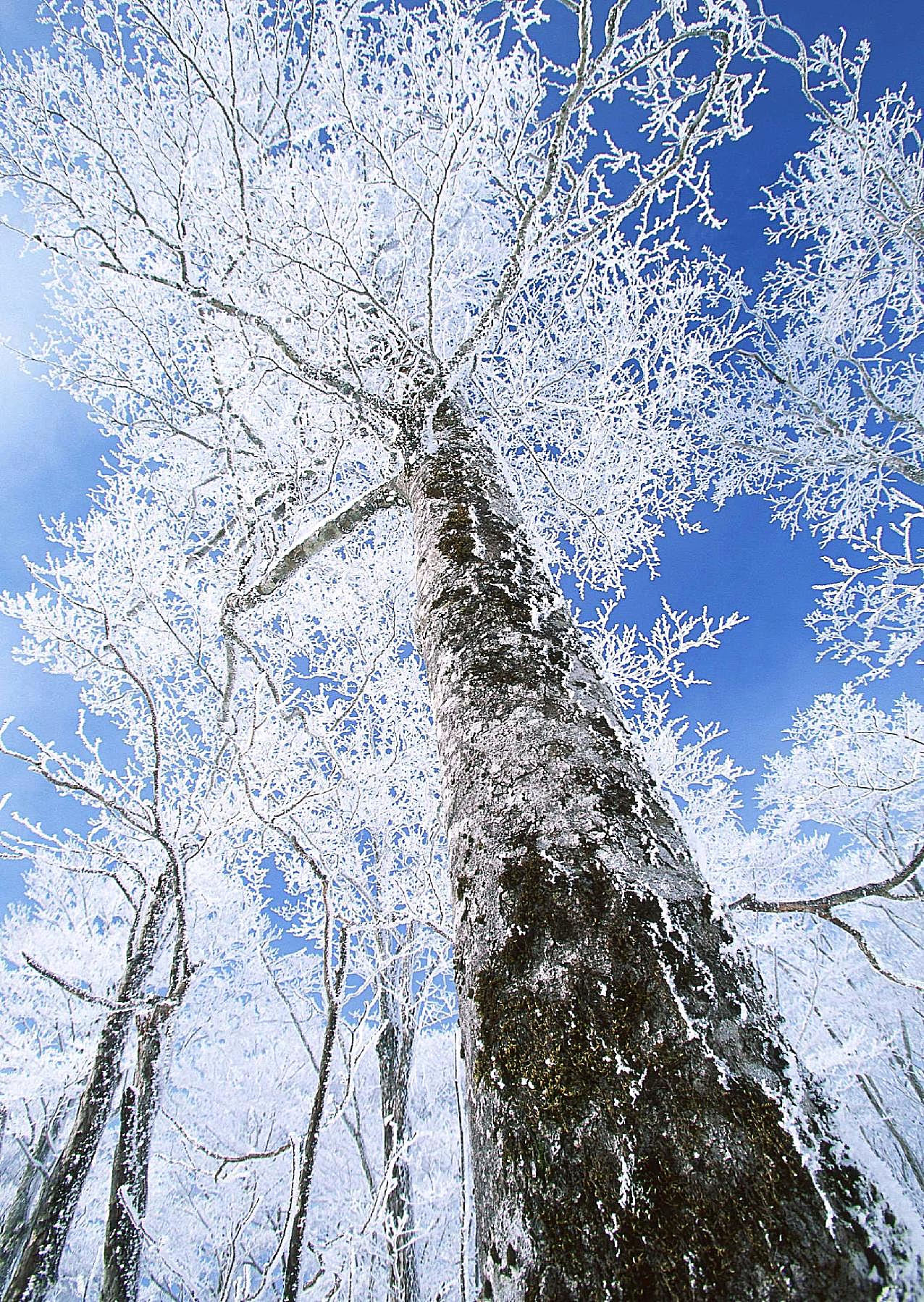 冰天雪地229雪景