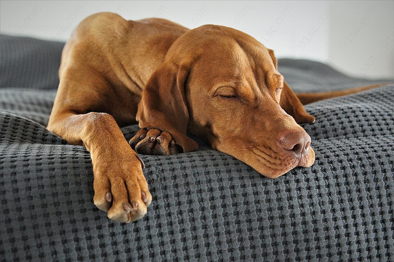 宠物猎犬睡觉图片高清