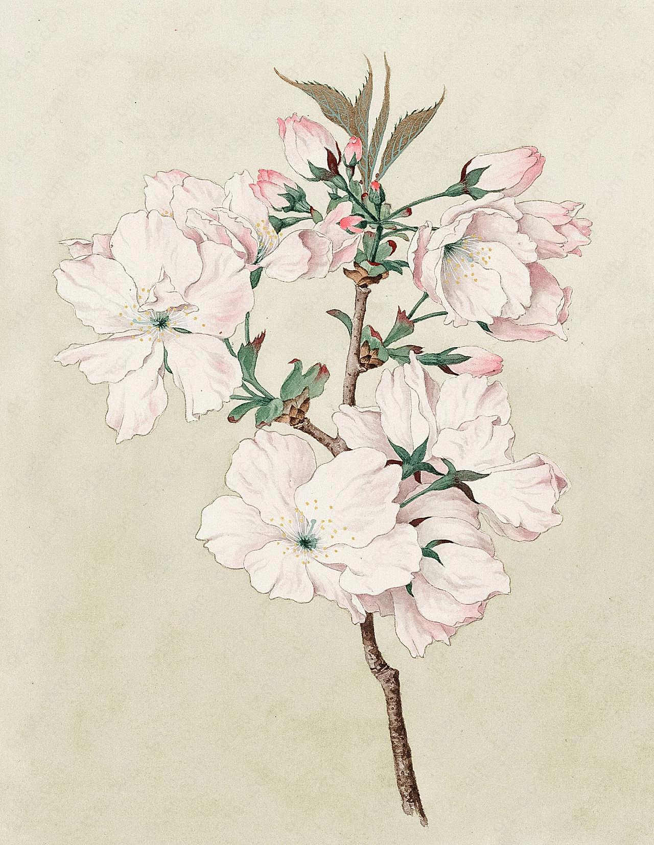 中国画鲜花花朵图片高清摄影
