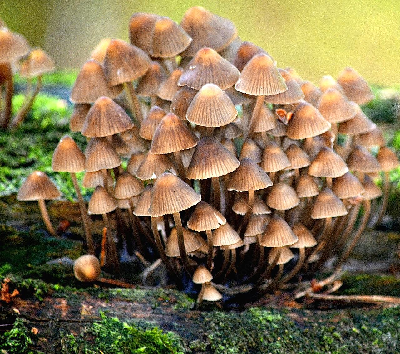 自然小图片蘑菇