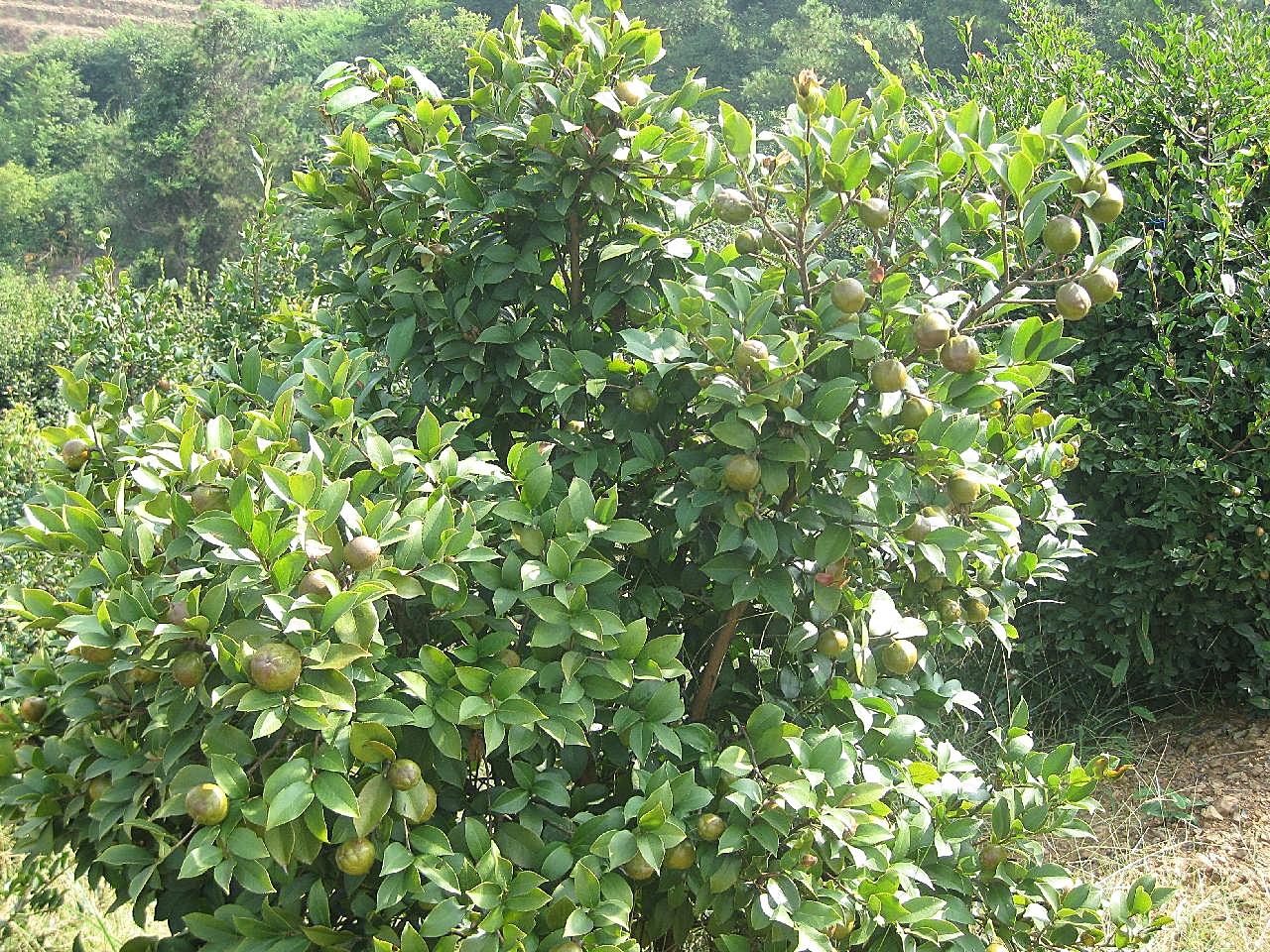 油茶树图片花草图片