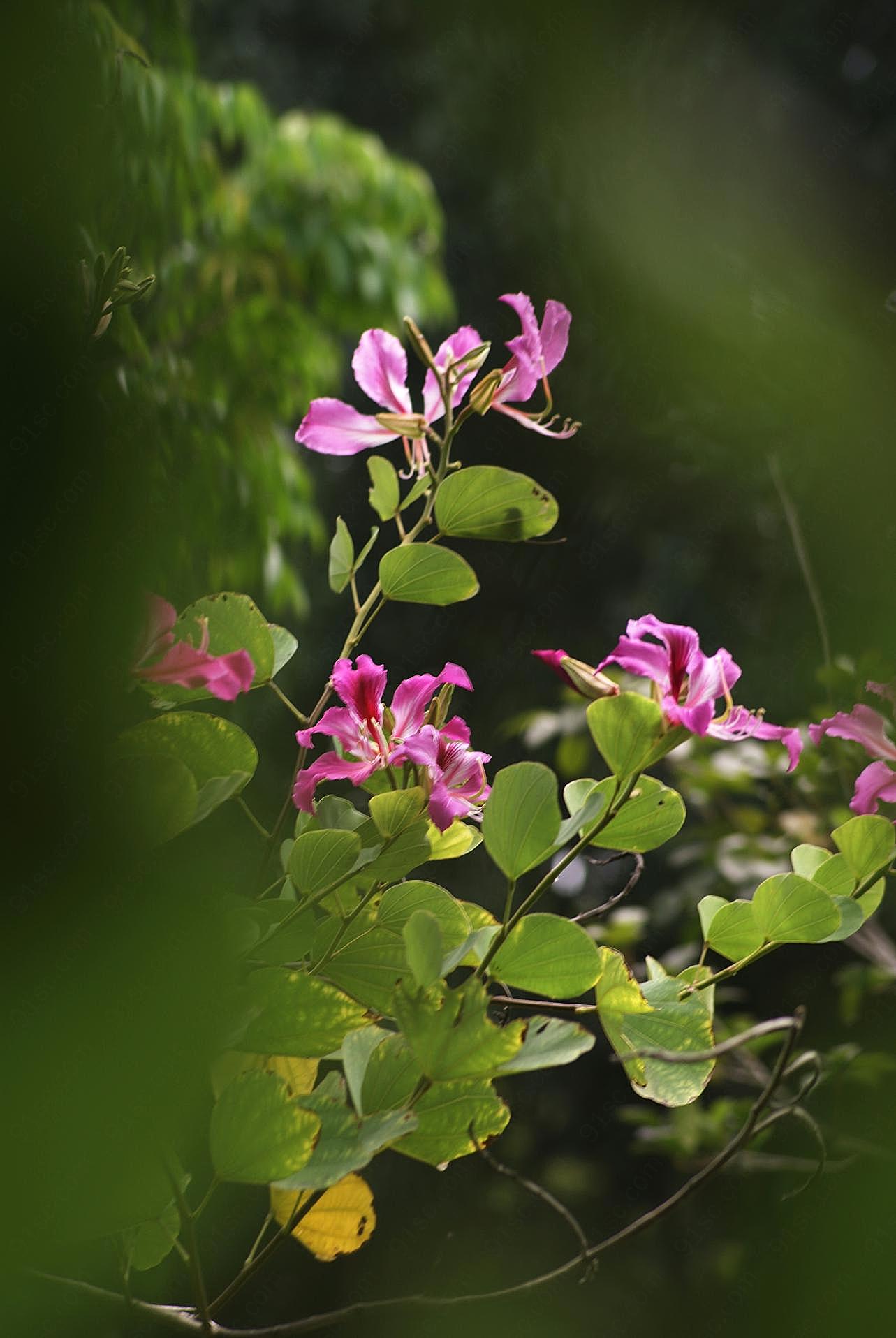 茉莉花图片素材高清