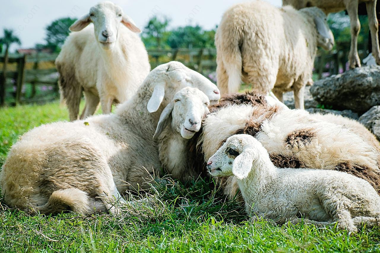 羊群图片动物图片