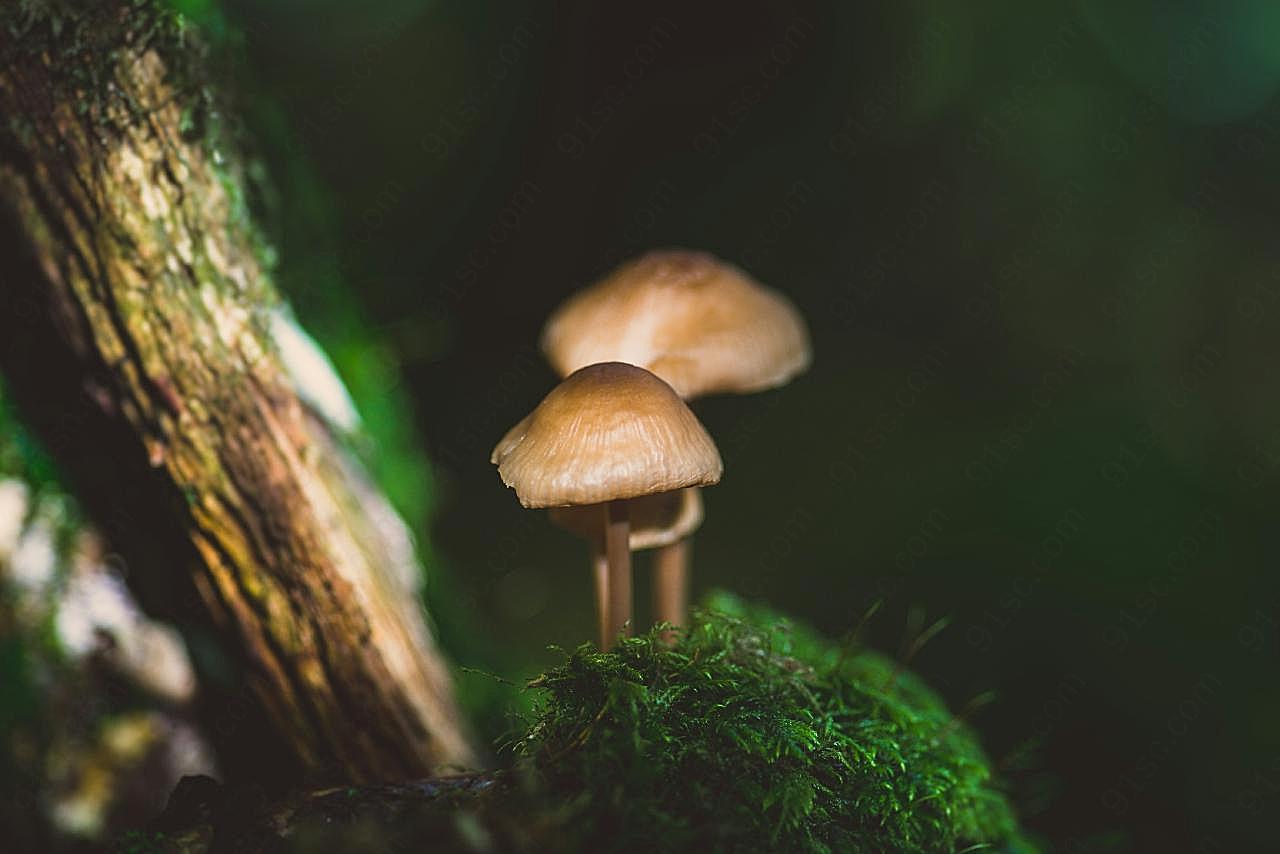 黄皮牛肝菌图片蘑菇