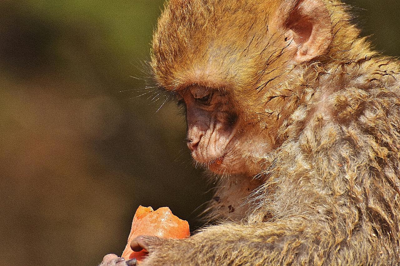 可爱巴巴利猕猴图片高清摄影