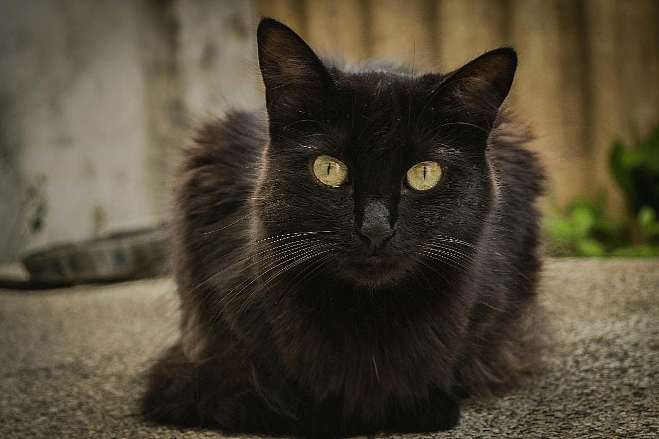 可爱的小黑图片猫