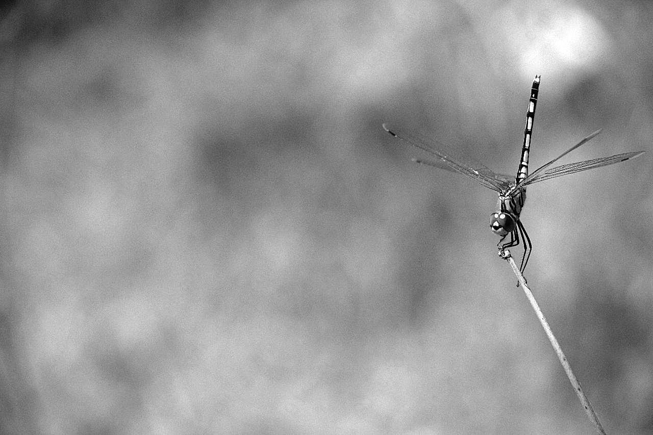 蜻蜓停歇图片昆虫