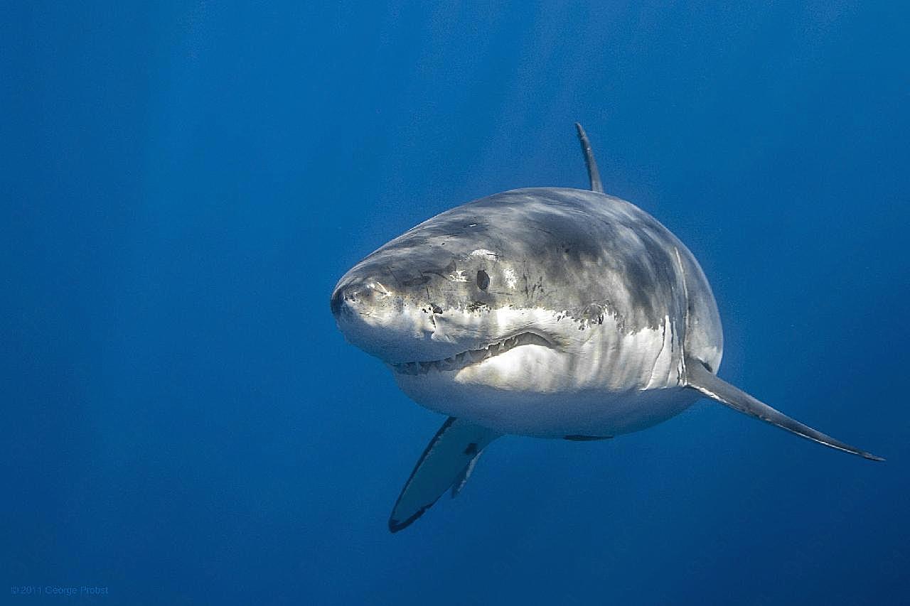 巨型鲨图片高清摄影