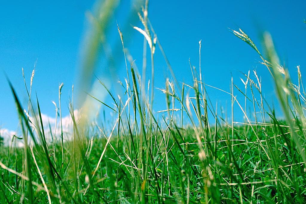 草地风景素材图片下载自然风景