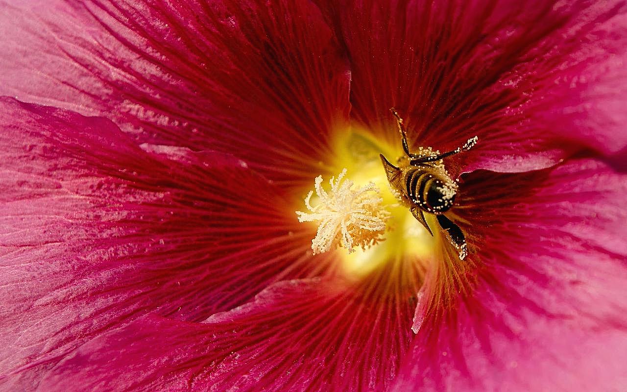 鲜花蜜蜂图片下载高清