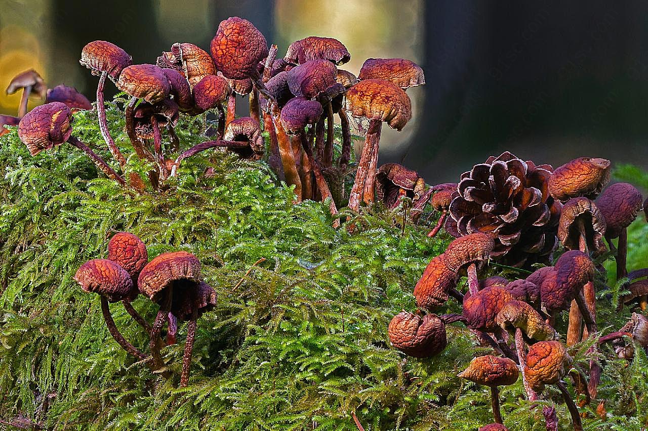 森林干图片蘑菇