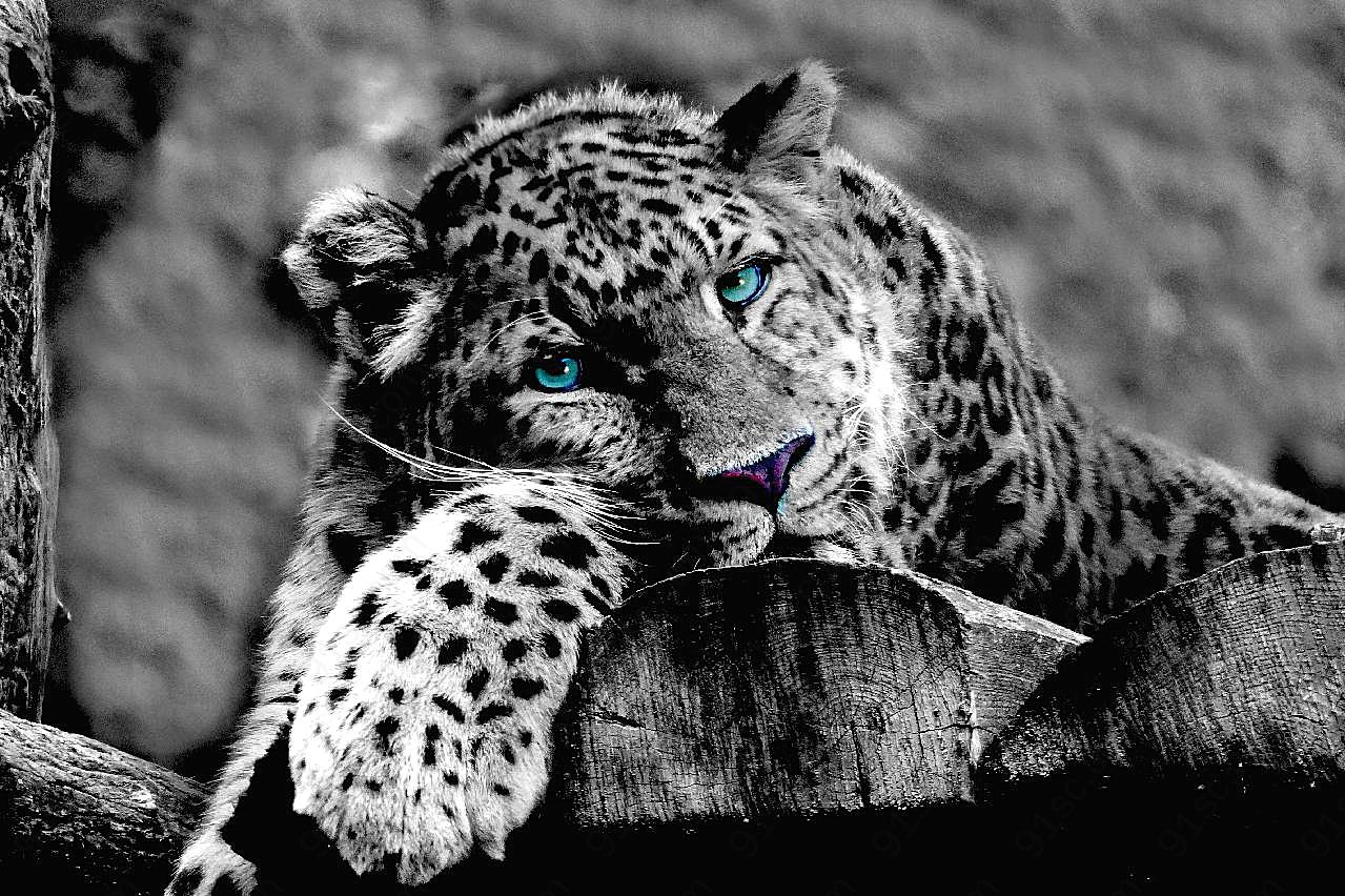 斑点豹摄影黑白图片高清