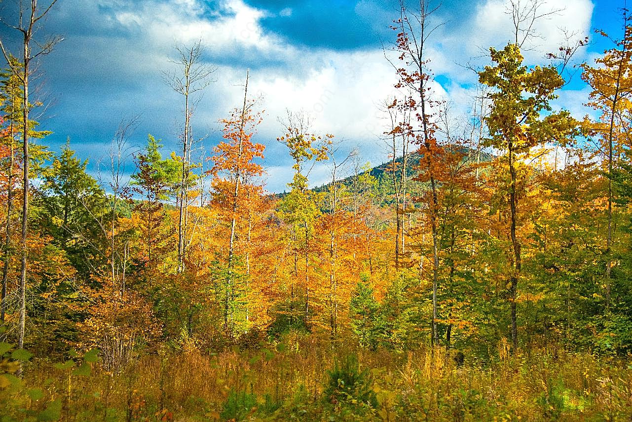 秋天黄树叶风景图片摄影景观