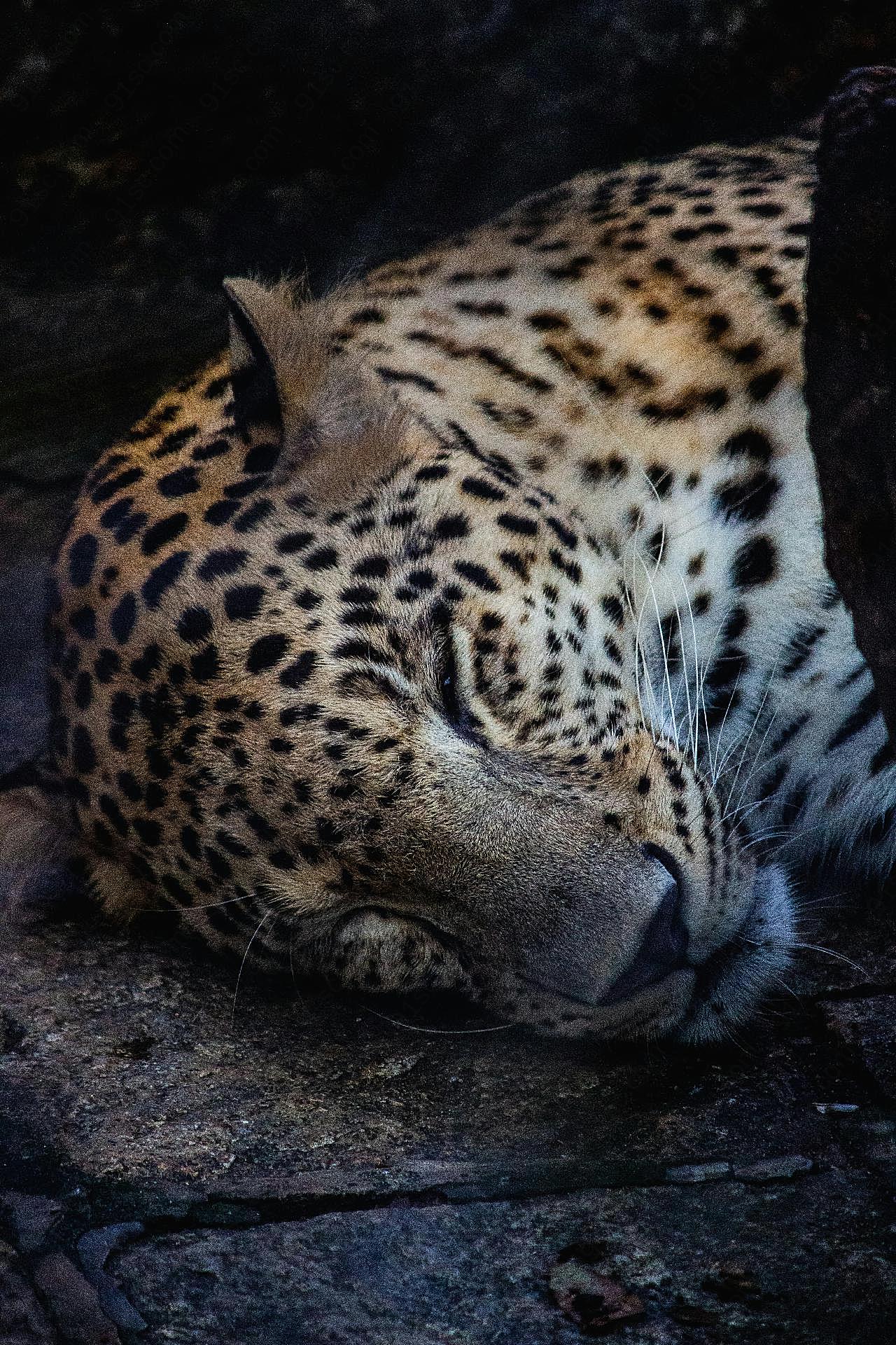 在睡觉的花豹图片动物图片