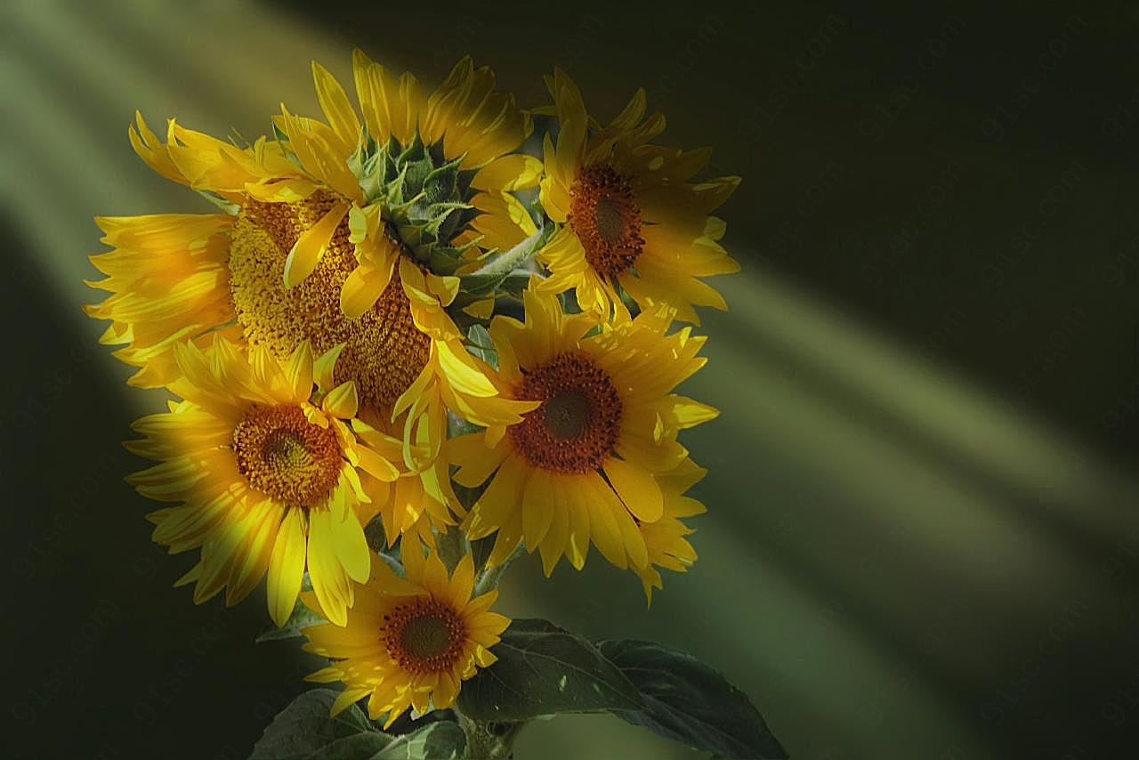 花束图片向日葵