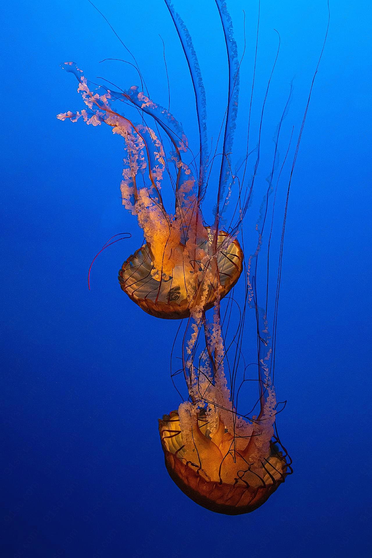 深海狮鬃水母图片高清摄影