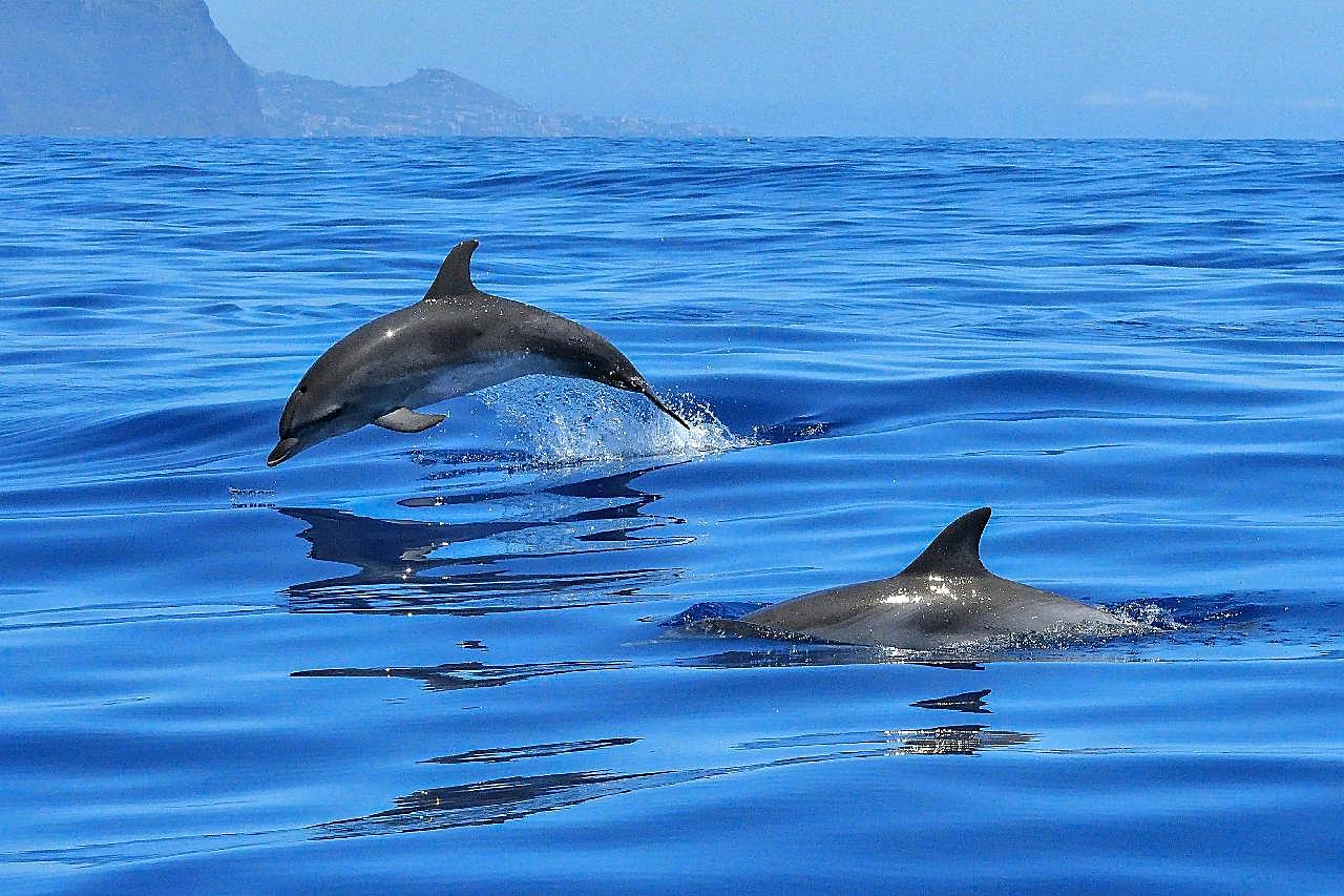 跃出海面的海豚图片摄影