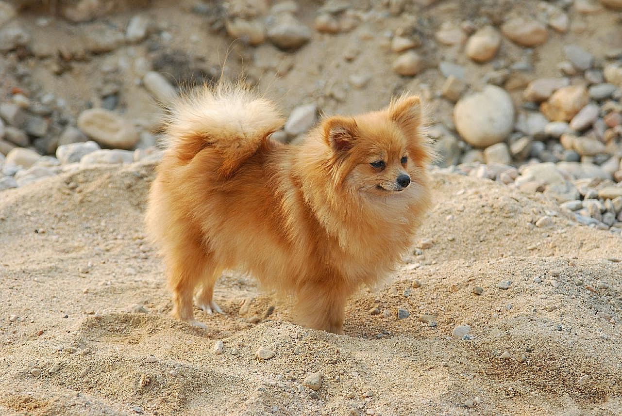 沙地狐狸图片狗