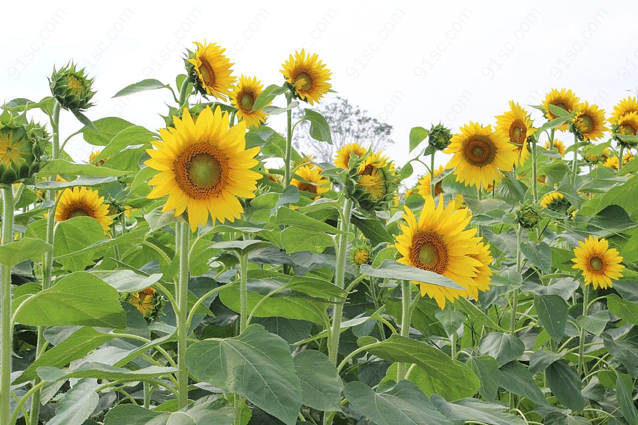 花田开花图片向日葵