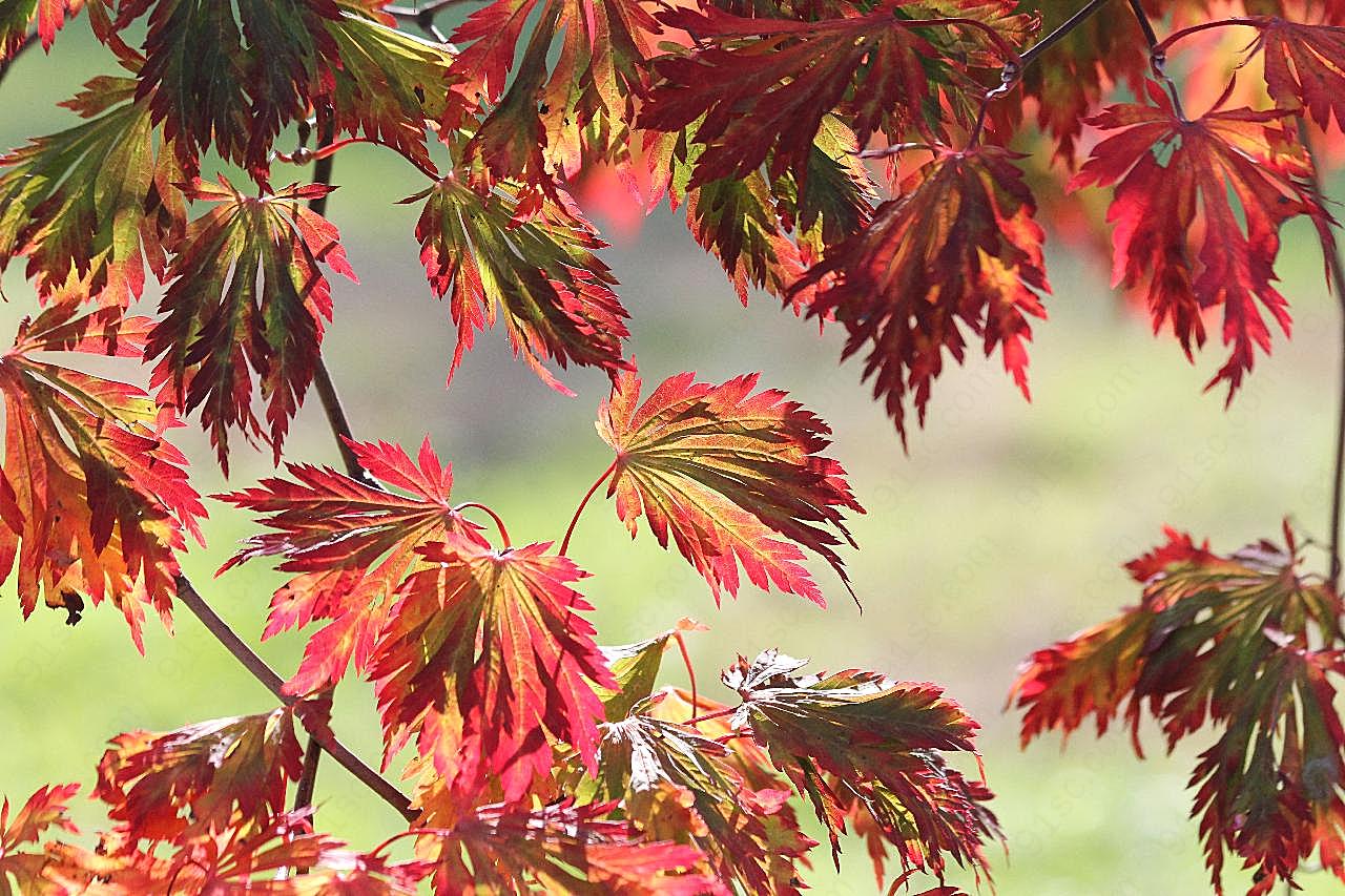 秋天红树叶摄影图片高清