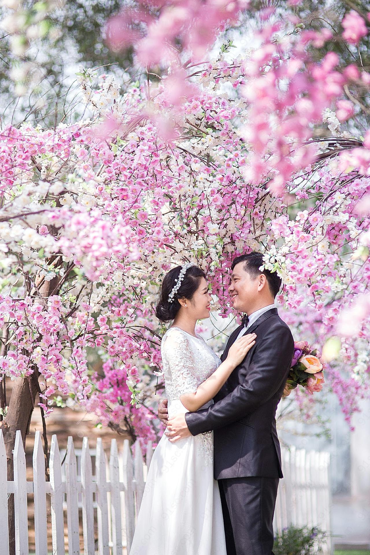 樱花树下婚纱摄影图片人物