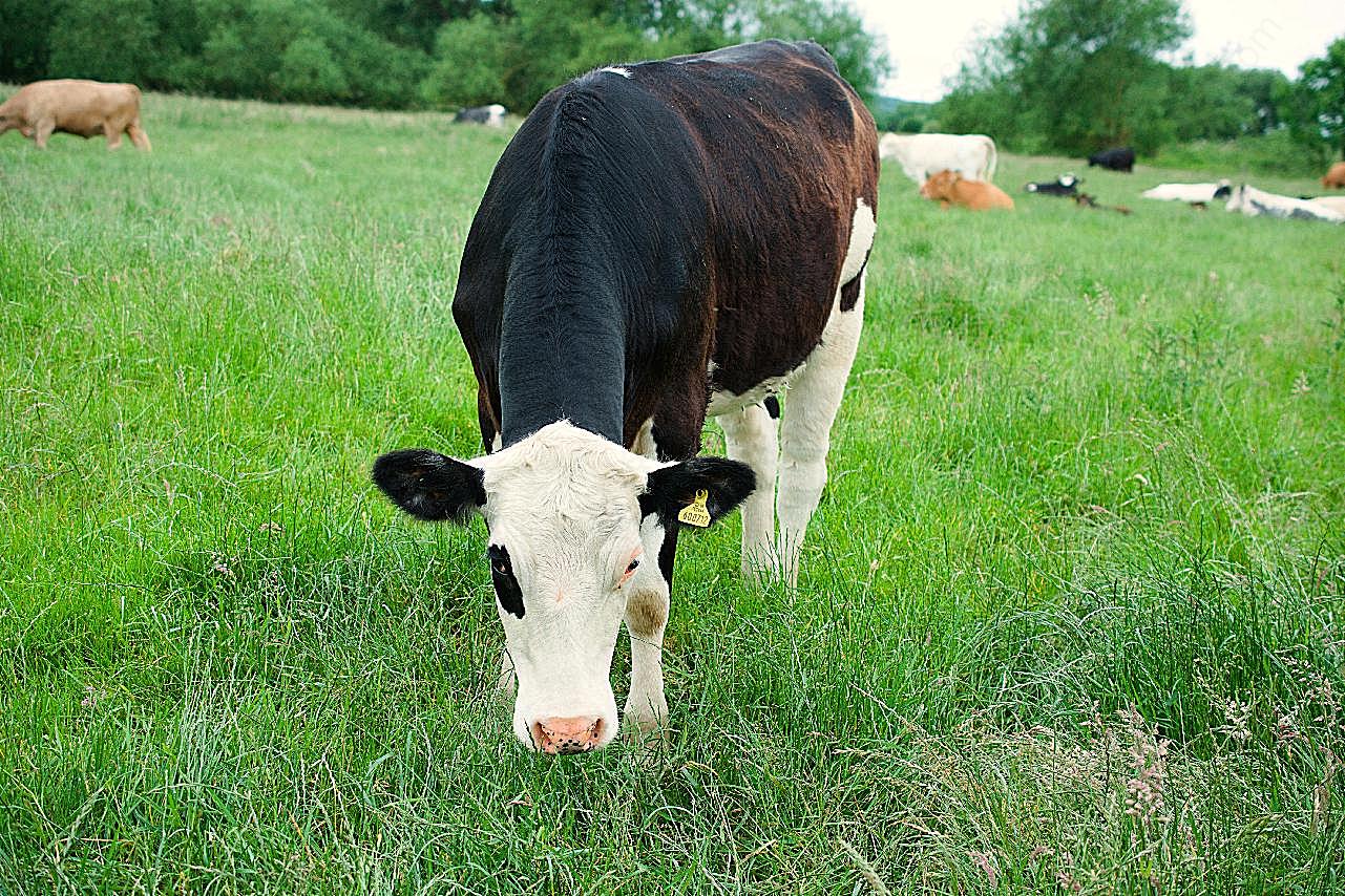草原奶牛吃草图片动物图片
