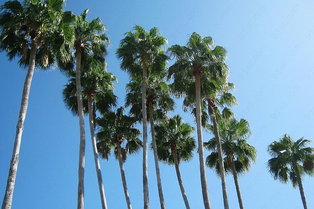 棕榈树图片素材摄影景观