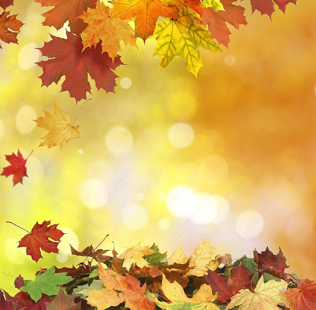 秋天落叶图片树叶