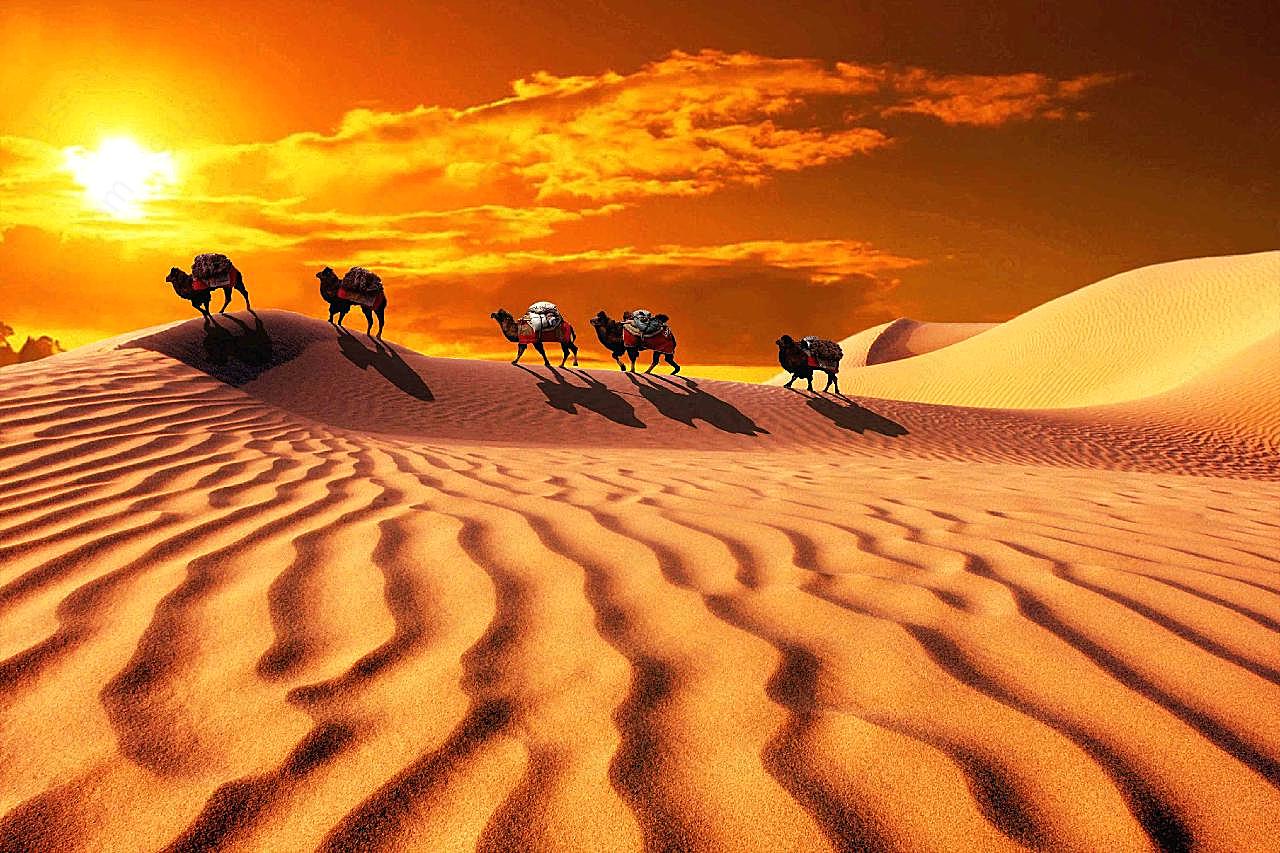 黄昏下的骆驼图片沙漠