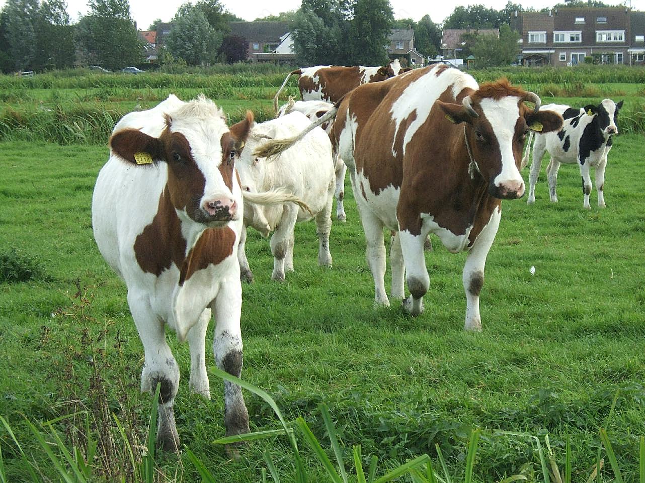 草地奶牛群图片摄影高清