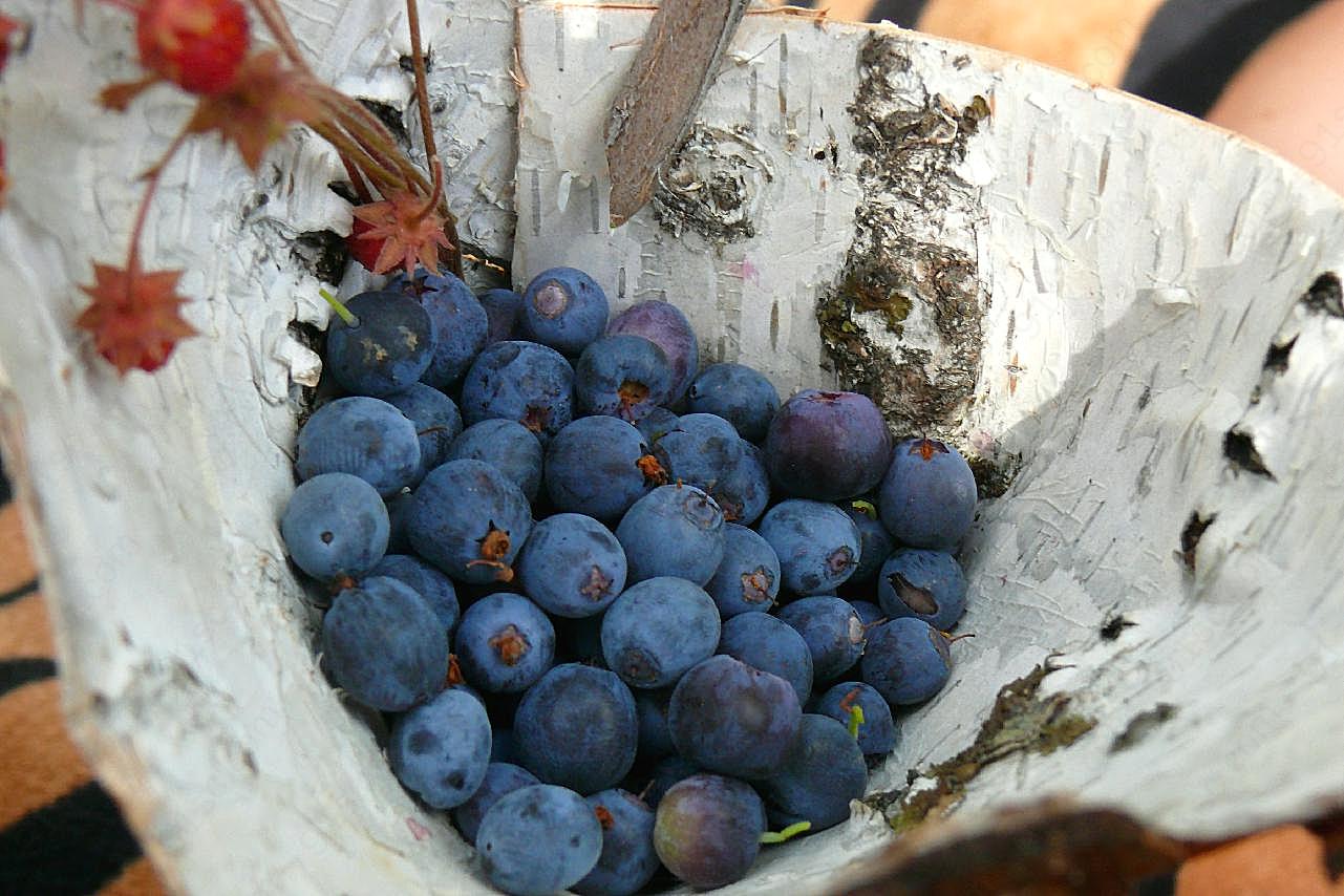 野生蓝莓果子图片水果