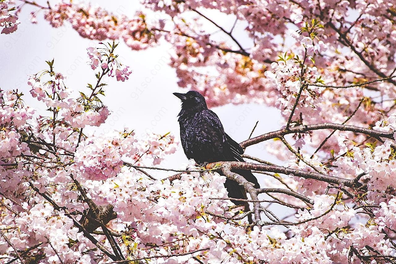 树枝上的乌鸦图片高清摄影