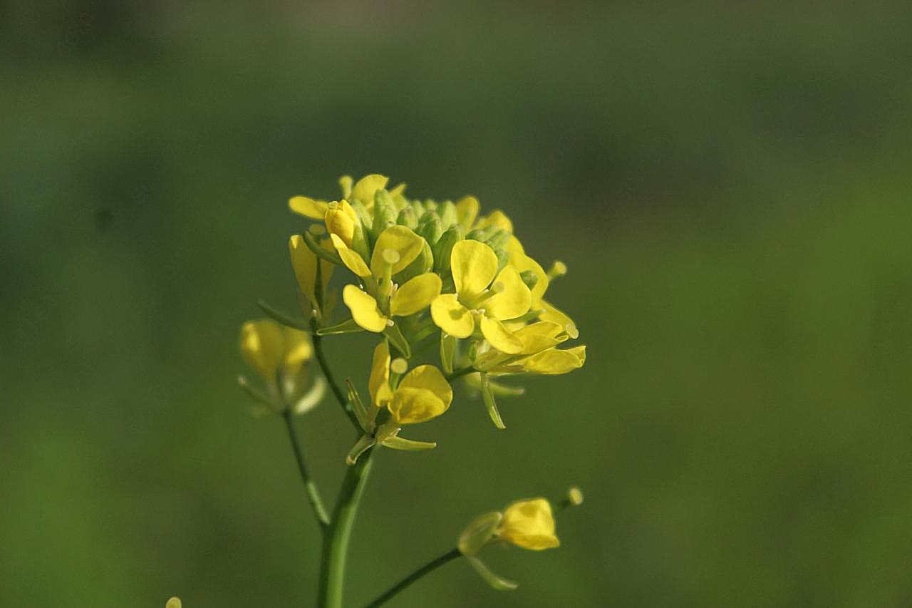 近景特写图片油菜花