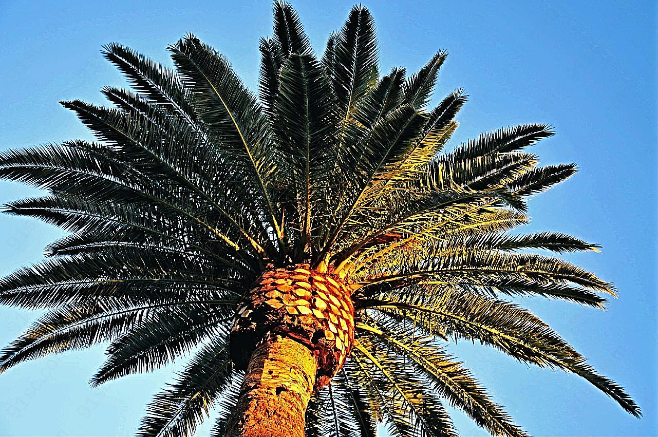 棕榈树近景图片摄影