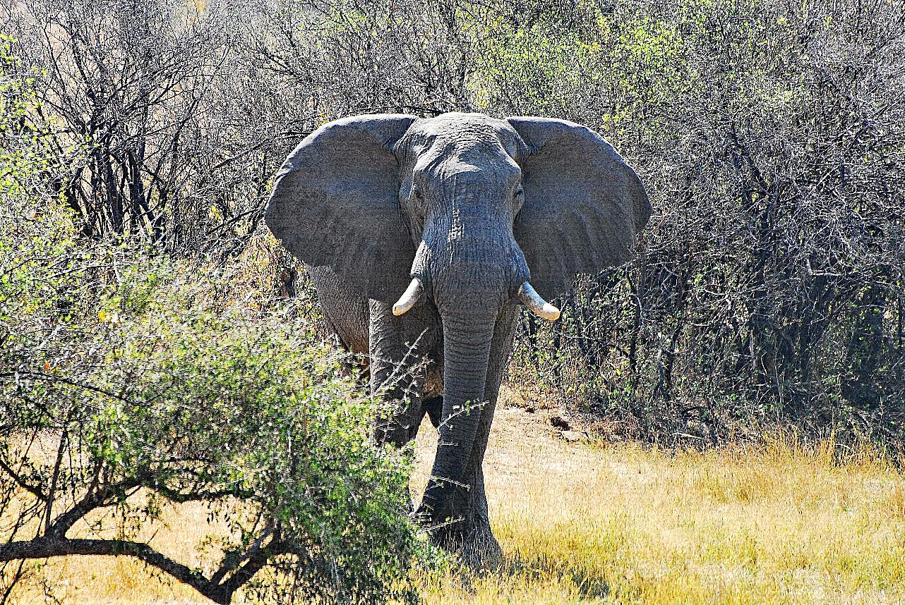 非洲丛林大象图片动物图片