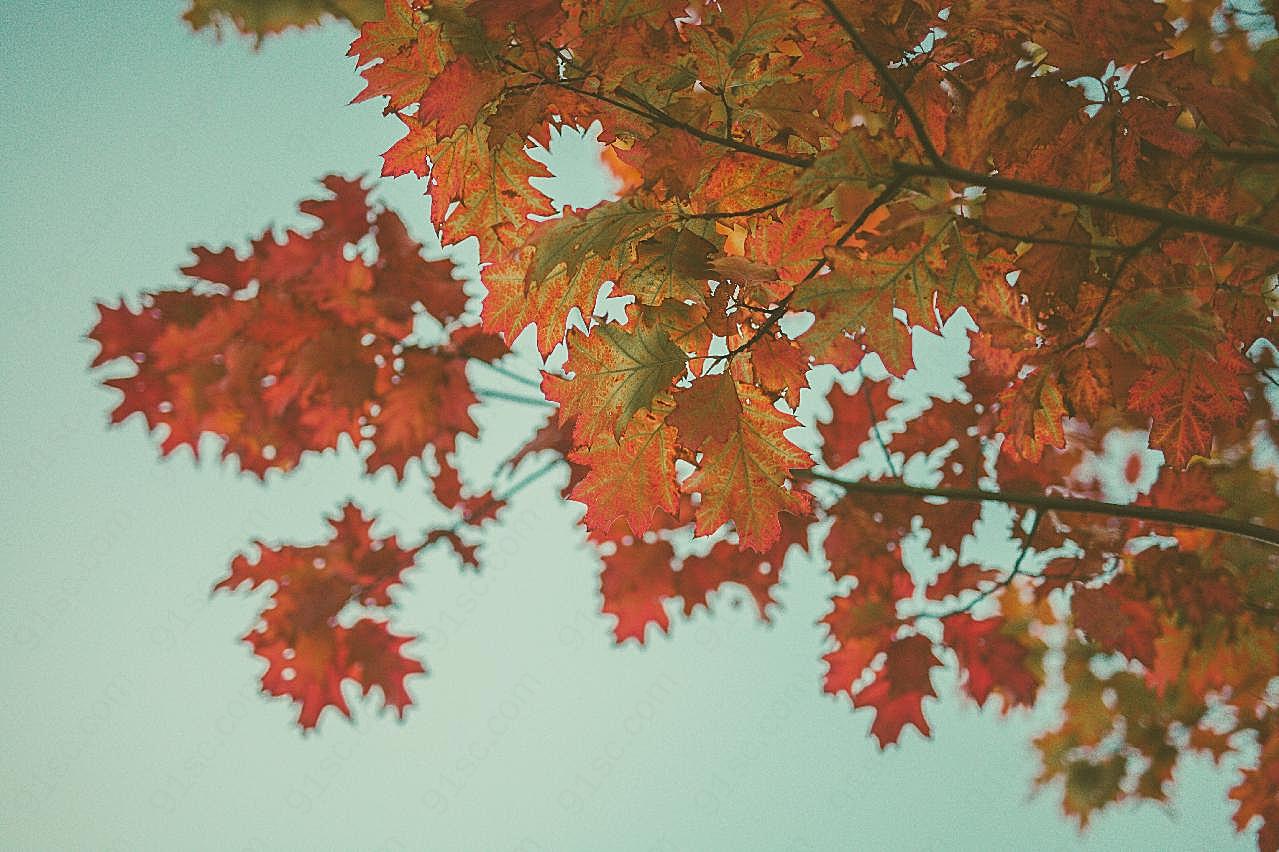 秋天图片摄影高清