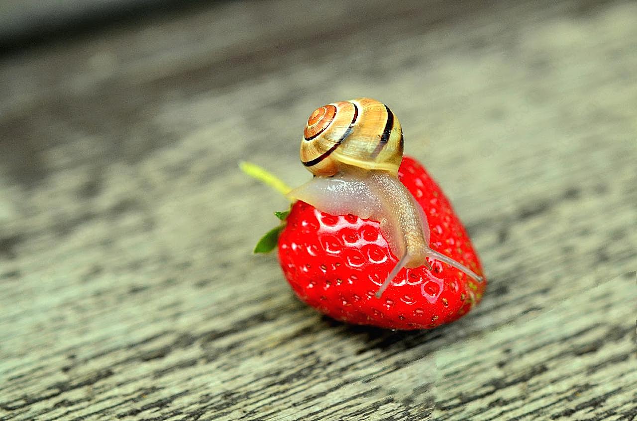 小清新红草莓图片摄影生物