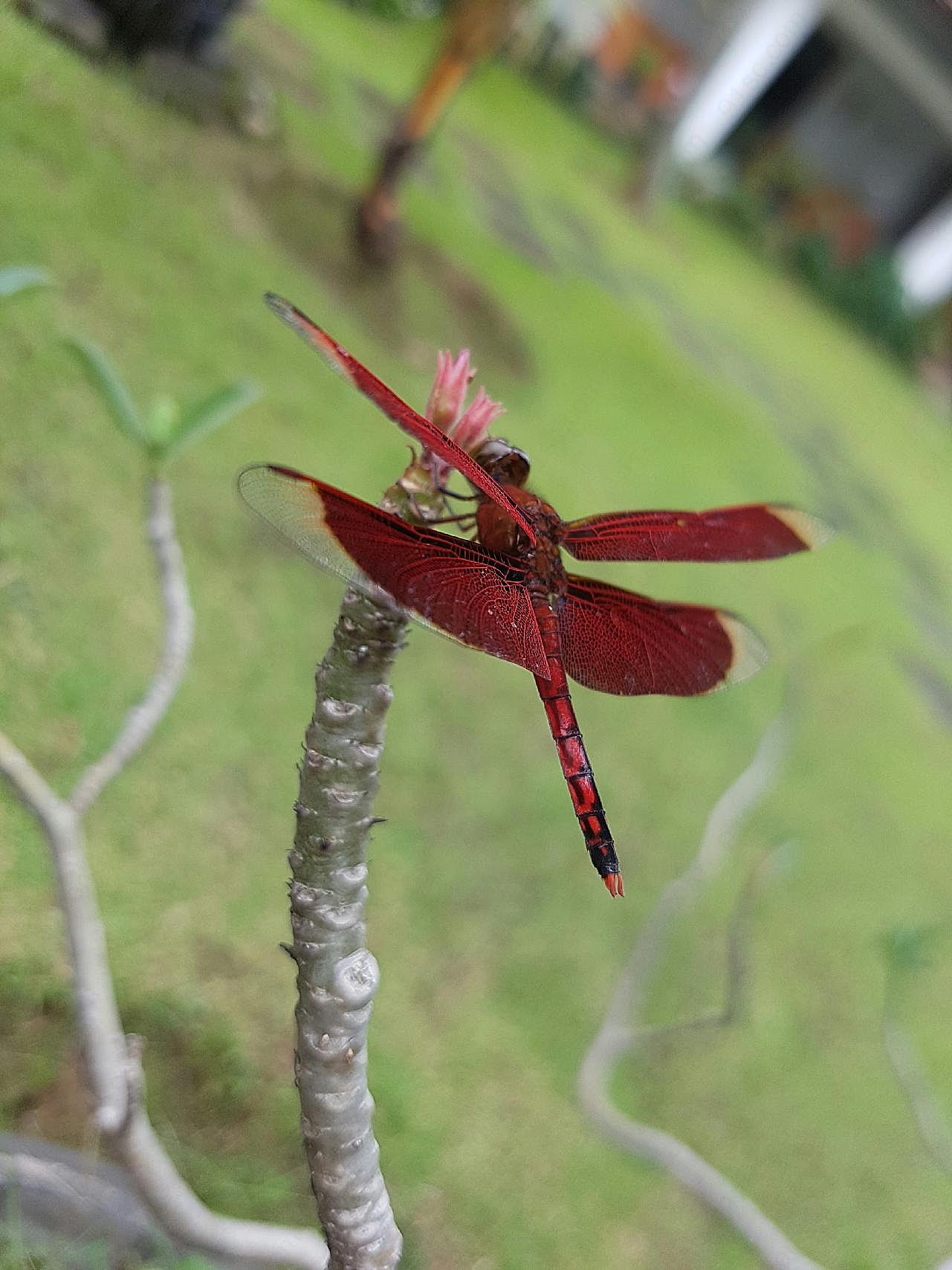 漂亮红蜻蜓摄影图片昆虫