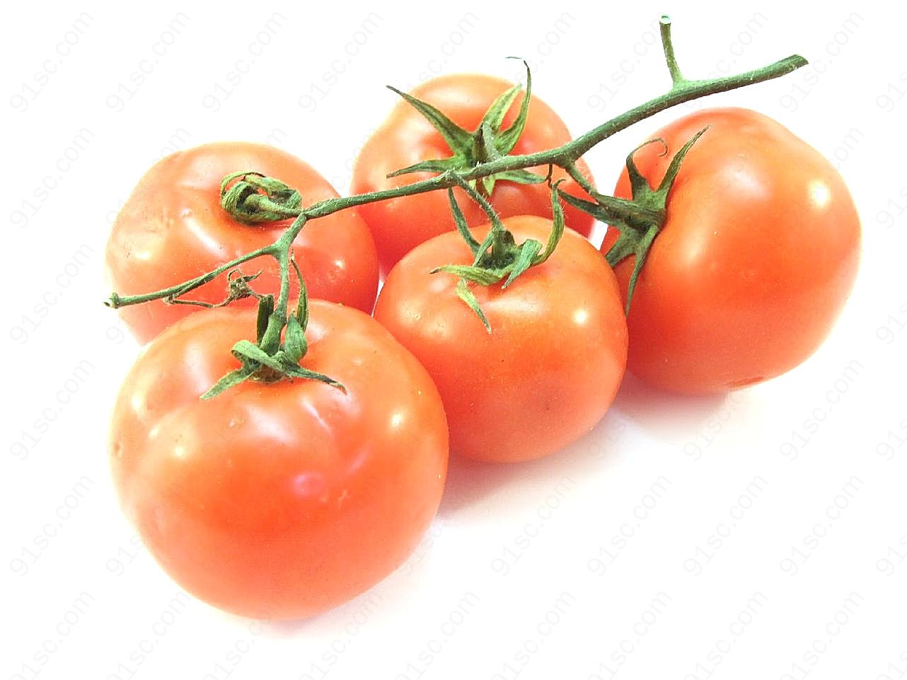 一串小番茄图片生物