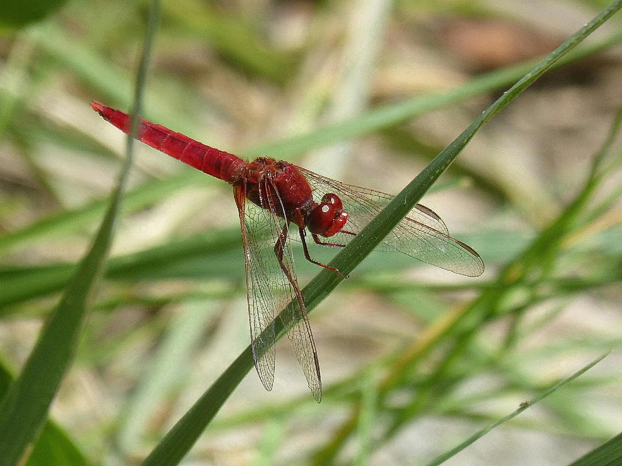 红蜻蜓停歇图片高清生物