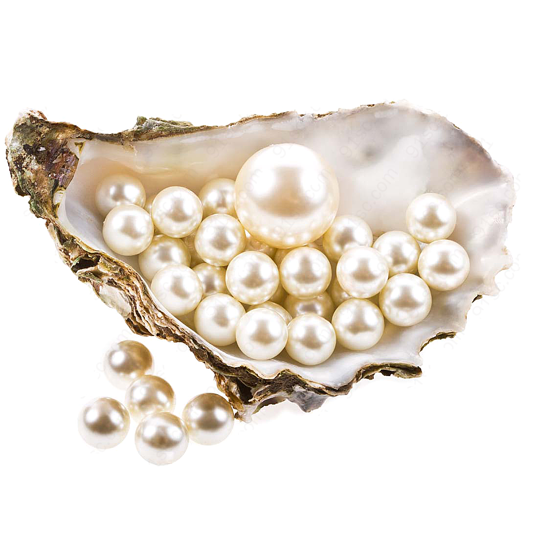 贝壳里的珍珠生活高清
