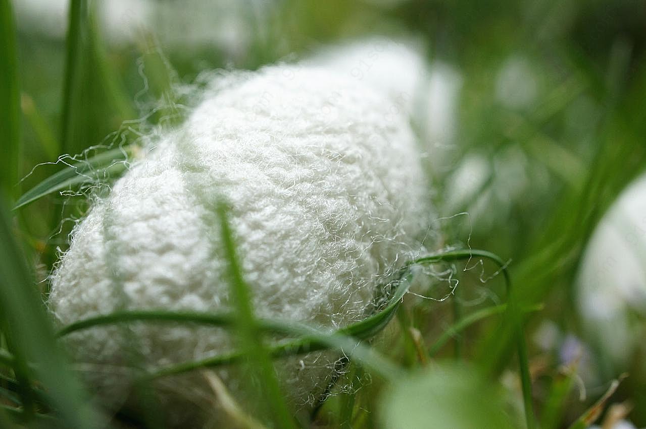 蚕茧特写图片生物高清