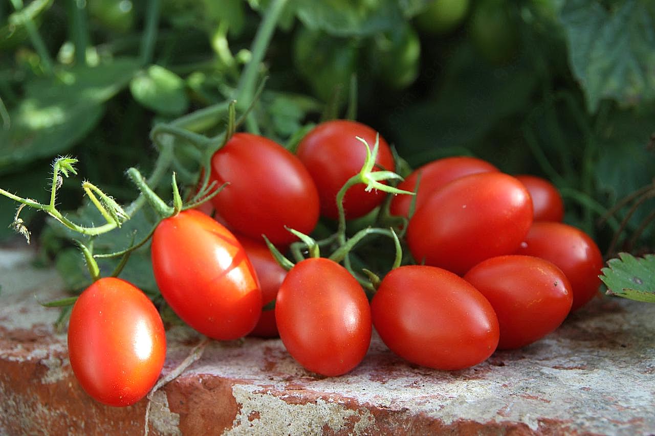 成熟小番茄图片摄影生物