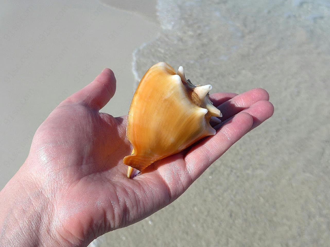 沙滩捡海螺图片手势图片
