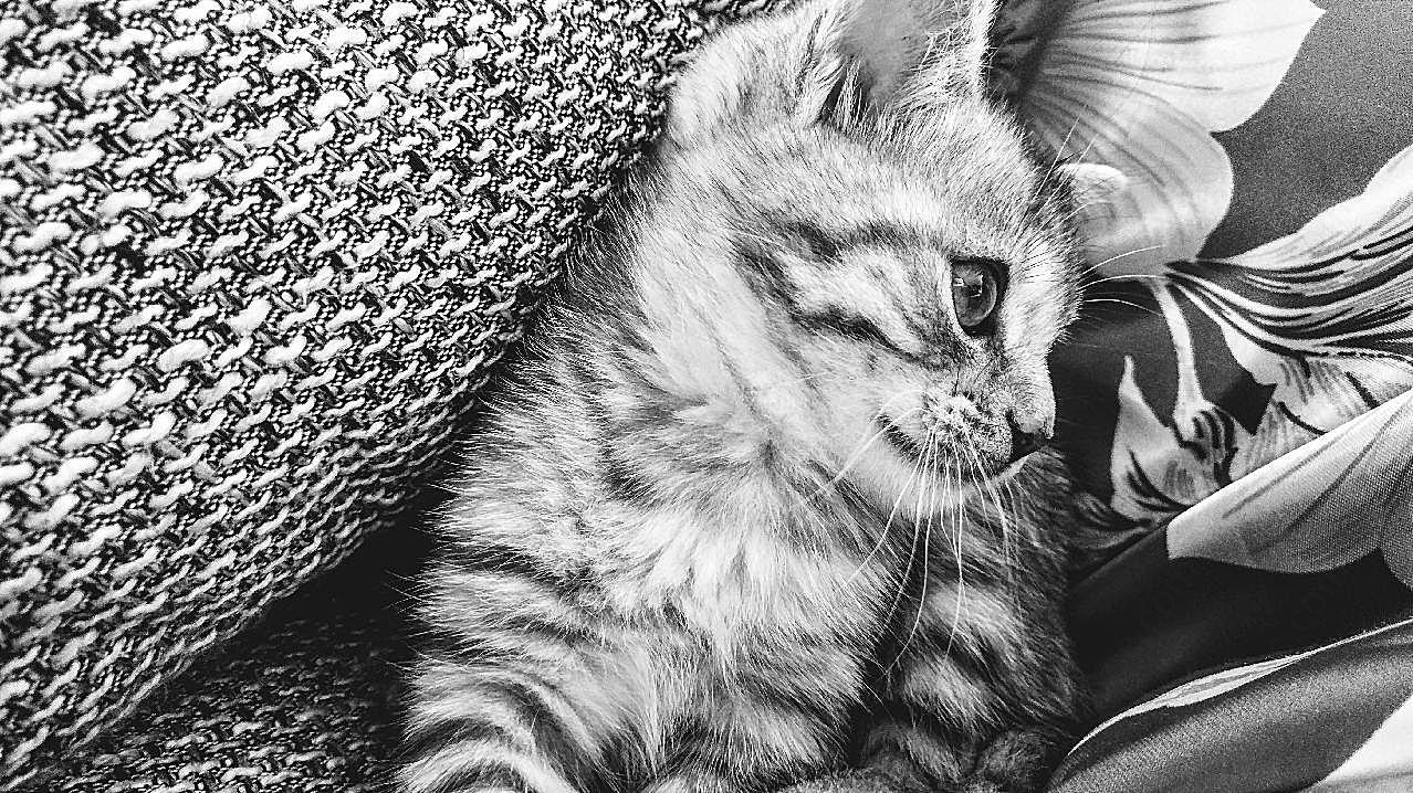 可爱小黑白摄影猫