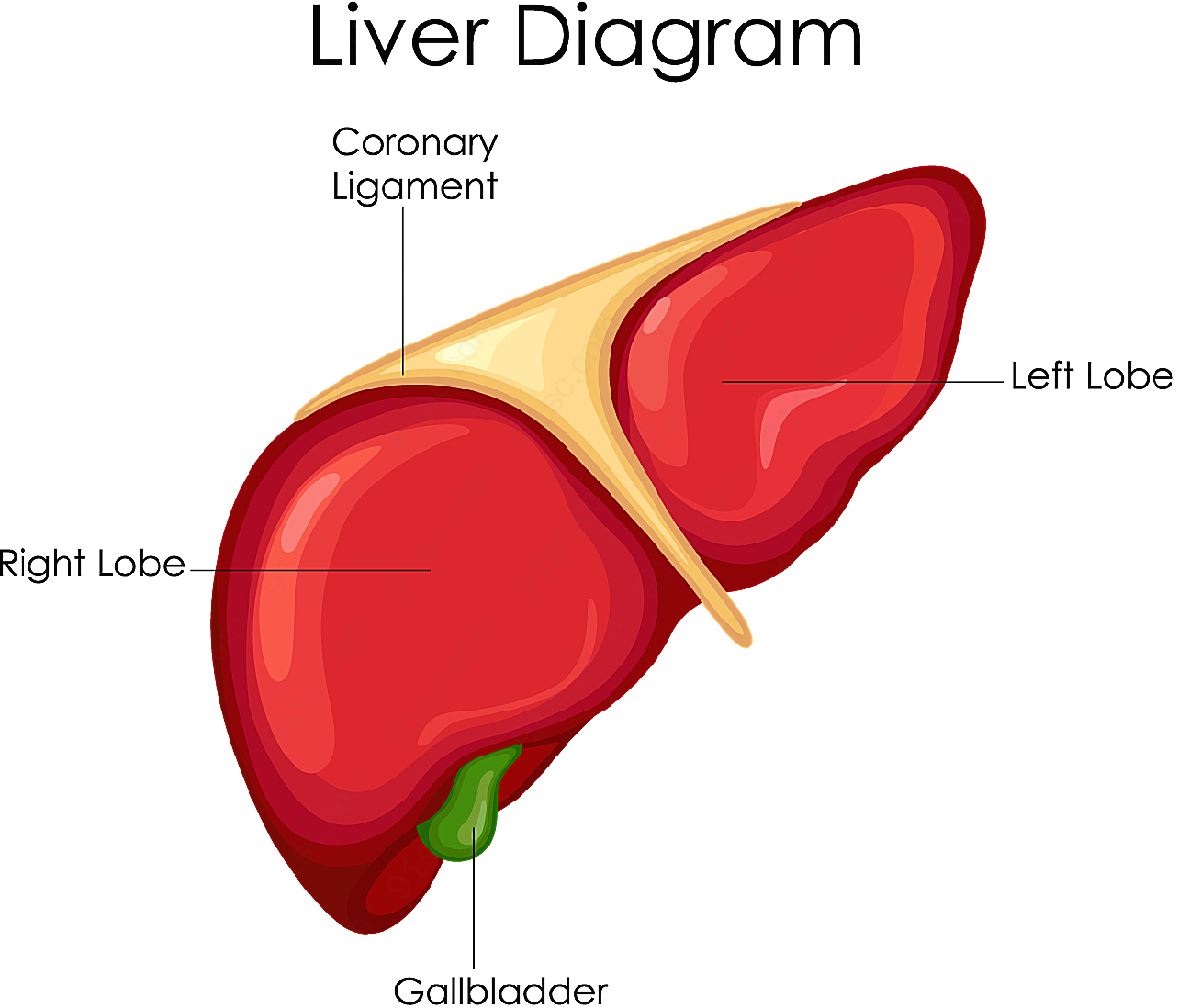 肝脏解剖图矢量肢体动作